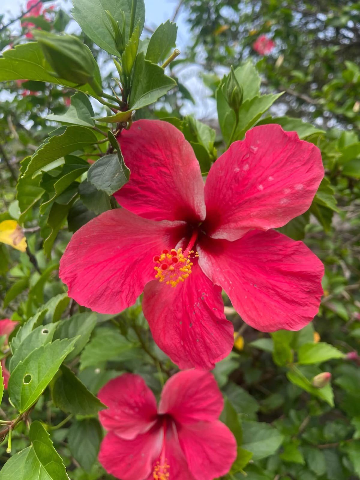 Flora